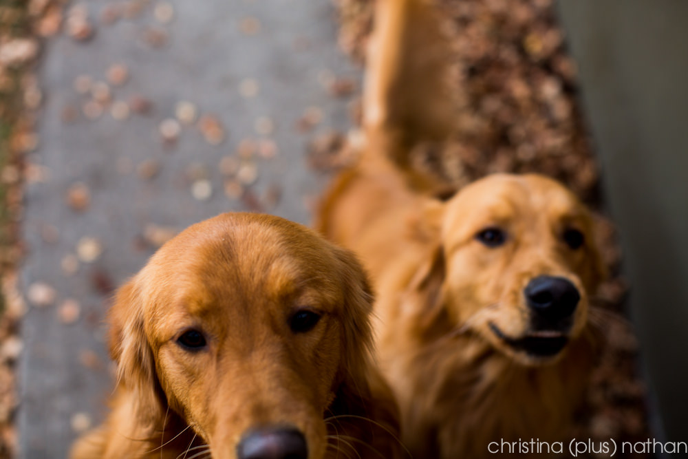 engagement-photography-4