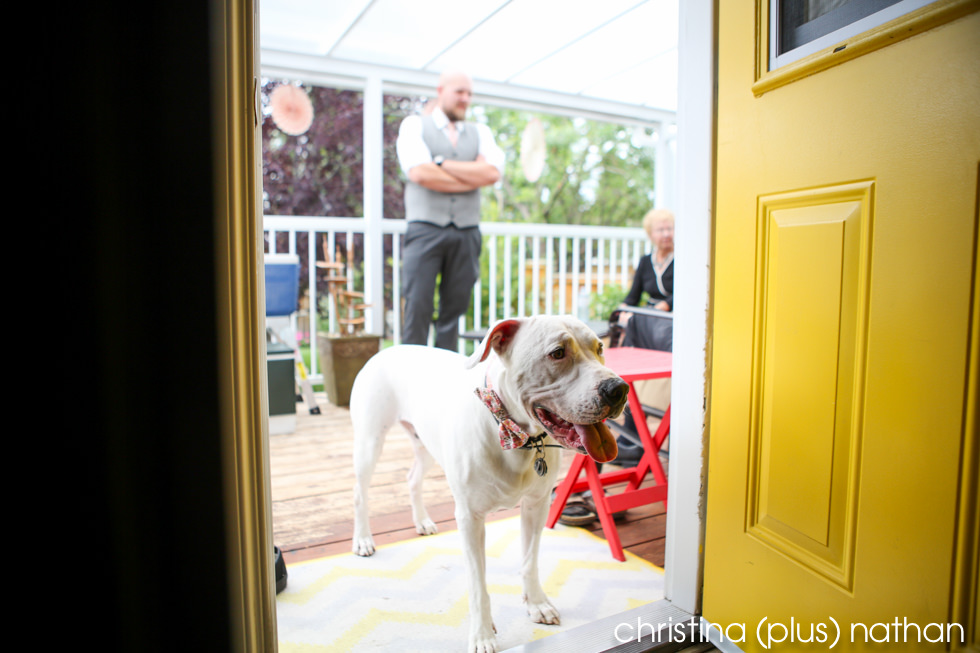 Pit bull with a bowtie at wedding in Calgary backyard