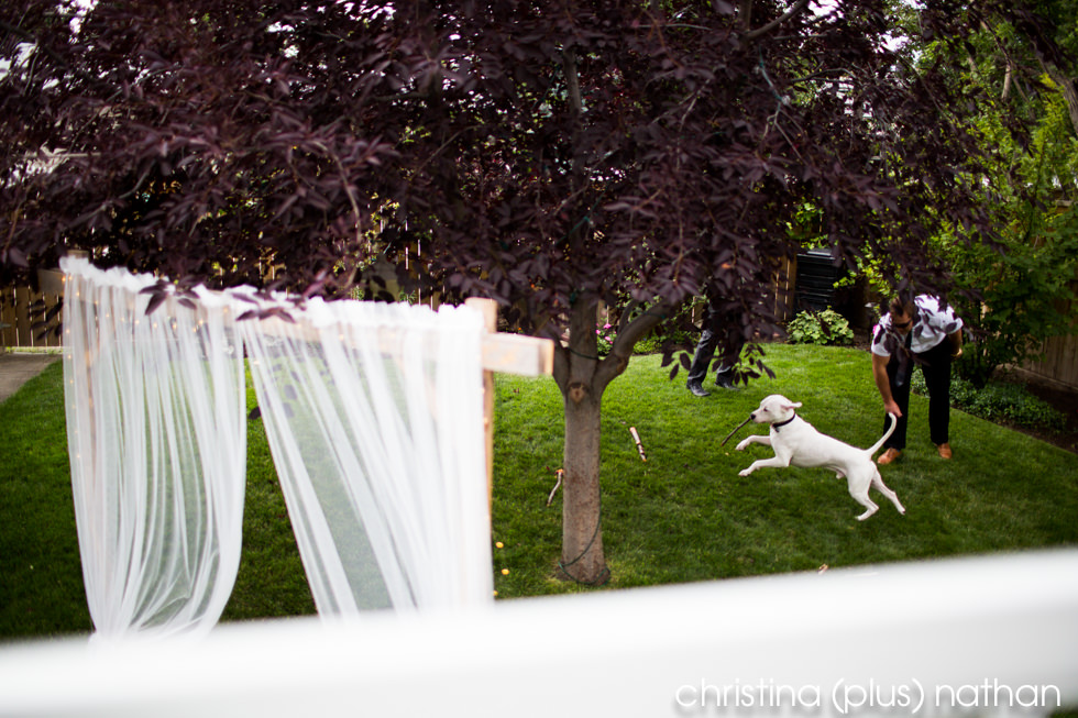 Put bull Dog playing in backyard before wedding ceremony starts