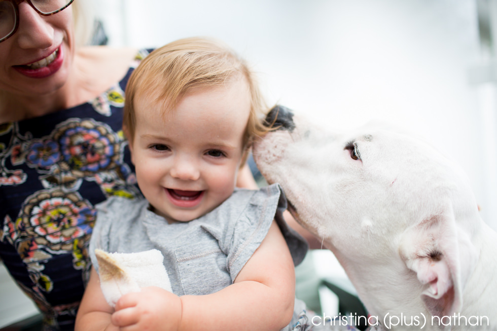 Pit bull kisses baby before backyard wedding ceremony